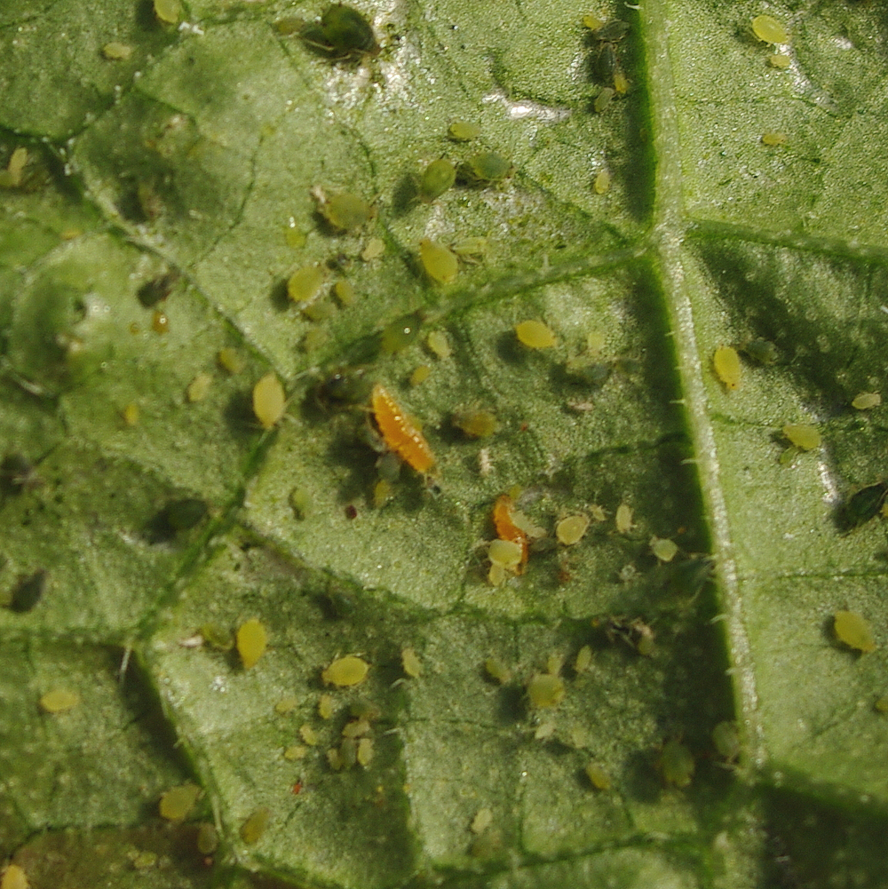 parasites
