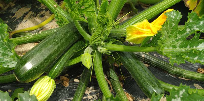 courgettes courgettes