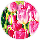 Tulipes